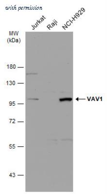 Novus Biologicals NBP1-31426 image 1
