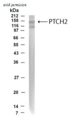 Novus Biologicals NB200-119 image 1