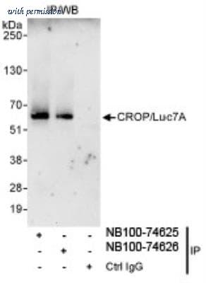 Novus Biologicals NB100-74625 image 1