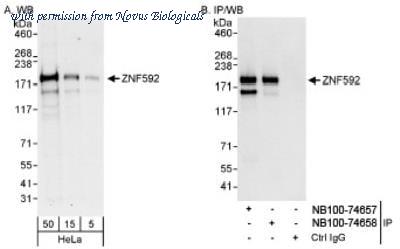 Novus Biologicals NB100-74657 image 1