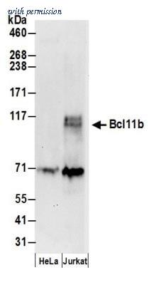Novus Biologicals NB600-263 image 1