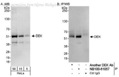 Novus Biologicals NB100-61058 image 1