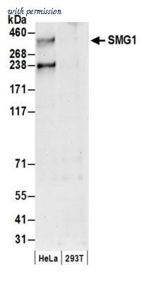 Novus Biologicals NB100-2320 image 1