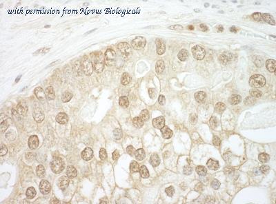 Novus Biologicals NBP1-30454 image 1