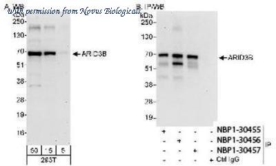 Novus Biologicals NBP1-30456 image 1