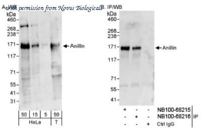 Novus Biologicals NB100-68216 image 1