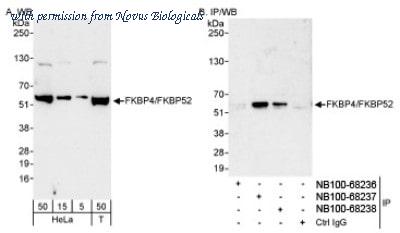 Novus Biologicals NB100-68237 image 1