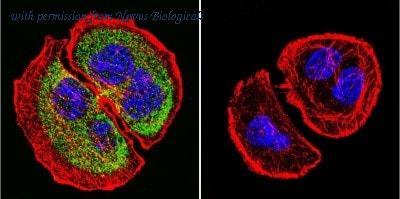 Novus Biologicals NB100-74508 image 1