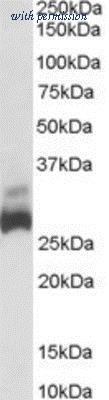Novus Biologicals NB600-793 image 1
