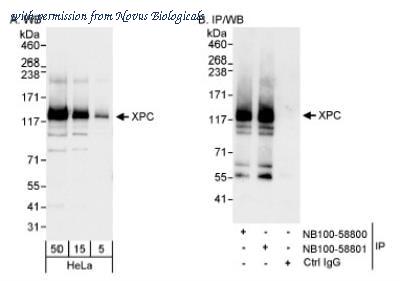 Novus Biologicals NB100-58801 image 1