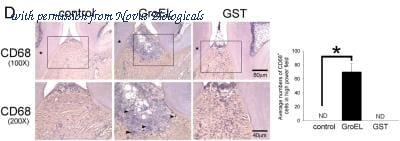 Novus Biologicals NB100-683-0.1mg image 1