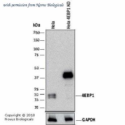 Novus Biologicals NB200-157 image 1
