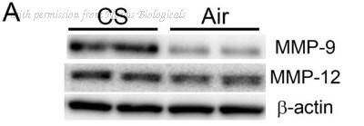 Novus Biologicals NB600-505 image 1