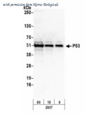 Novus Biologicals NB200-171 image 1