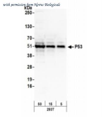 Novus Biologicals NB200-171 ͼ 1