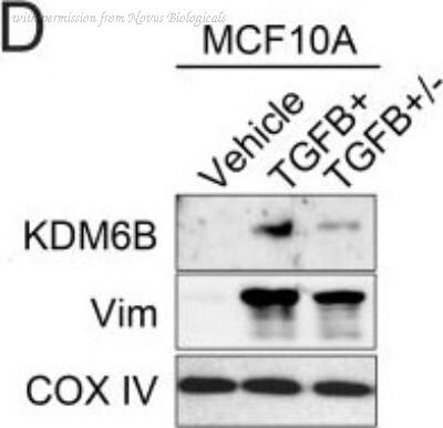 Novus Biologicals NBP1-06640 ͼ 1