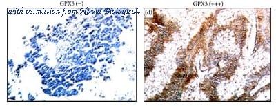 Novus Biologicals NBP1-06398 image 1