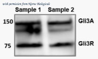 Novus Biologicals NBP2-29627 image 1