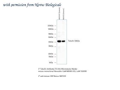 Novus Biologicals NB500-333 image 1