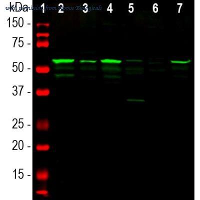 Novus Biologicals NBP1-05423 ͼ 1