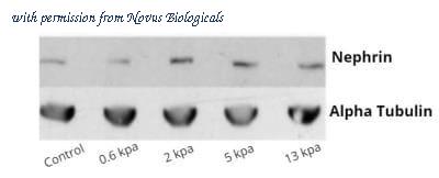 Novus Biologicals NBP1-30130-0.05ml image 1