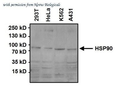 Novus Biologicals NB120-5455 image 1