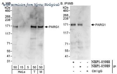 Novus Biologicals NBP1-05989 ͼ 1