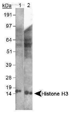 Novus Biologicals NB500-267 image 1