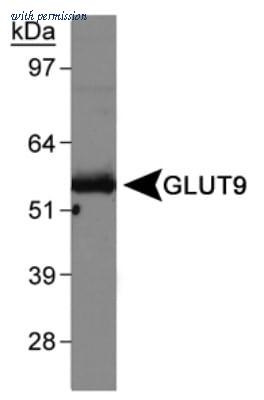 Novus Biologicals NBP1-06271 image 1