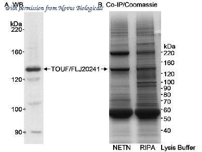Novus Biologicals NB500-255 image 1