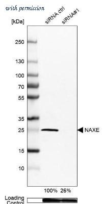 Novus Biologicals NBP2-30626 image 1