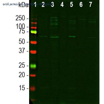 Novus Biologicals NBP1-05390 image 1