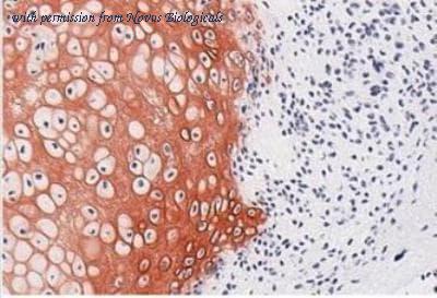 Novus Biologicals NBP1-05169 image 1