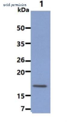 Novus Biologicals NBP1-04351 image 1