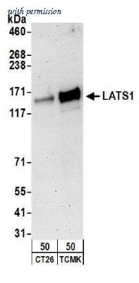 Novus Biologicals NB200-197 image 1