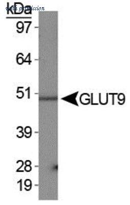 Novus Biologicals NBP1-06565 image 1