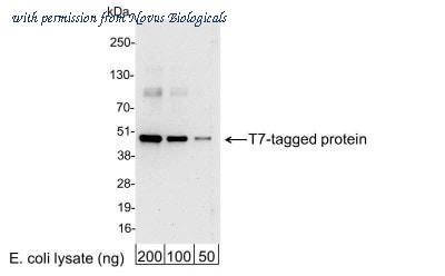 Novus Biologicals NB600-371 image 1