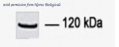 Novus Biologicals NBP1-06590 image 1