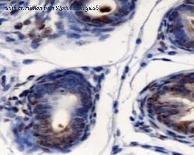Novus Biologicals NBP1-05933 image 1