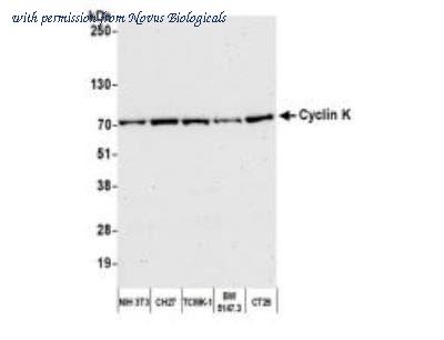Novus Biologicals NBP1-06519 image 1