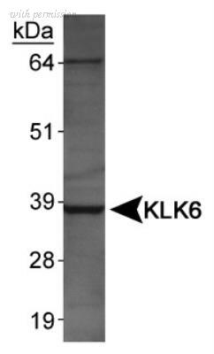 Novus Biologicals NBP1-06497 image 1