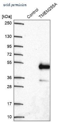 Novus Biologicals NBP2-30639 image 1