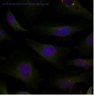 Novus Biologicals NBP1-04967 image 1
