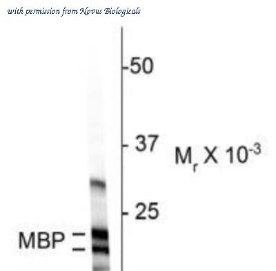 Novus Biologicals NBP2-29656 image 1