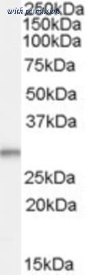Novus Biologicals NBP1-06092 image 1