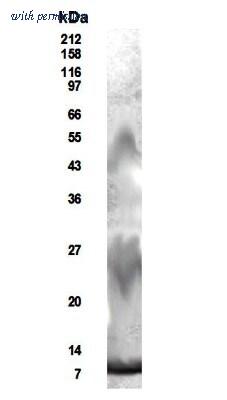 Novus Biologicals NB200-204 image 1