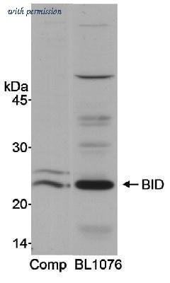Novus Biologicals NB500-245 image 1