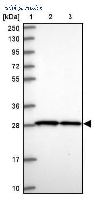 Novus Biologicals NBP2-30521 image 1