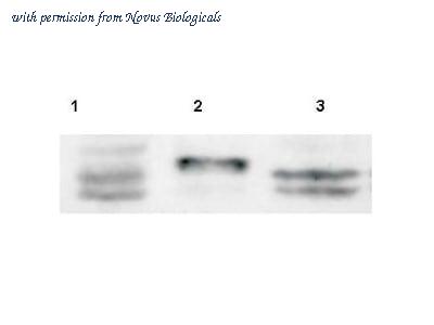 Novus Biologicals NB100-2032 image 1