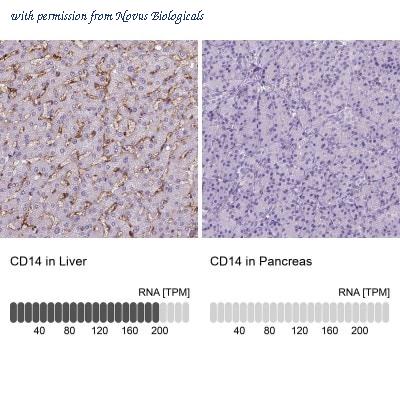 Novus Biologicals NBP2-34486 image 1